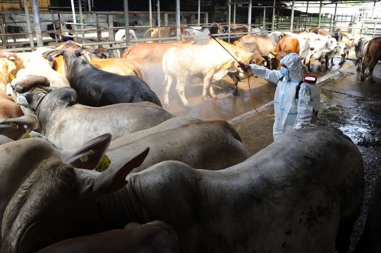 Melihat Tindak Pencegahan Penyakit Mulut dan Kuku pada Sapi di Depok