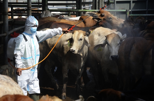 Melihat Tindak Pencegahan Penyakit Mulut dan Kuku pada Sapi di Depok