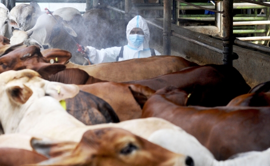 Melihat Tindak Pencegahan Penyakit Mulut dan Kuku pada Sapi di Depok