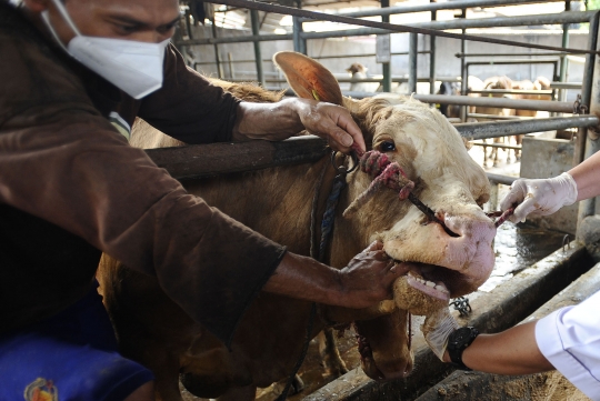 Melihat Tindak Pencegahan Penyakit Mulut dan Kuku pada Sapi di Depok