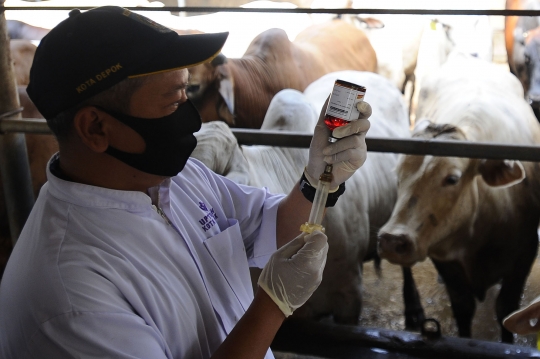 Melihat Tindak Pencegahan Penyakit Mulut dan Kuku pada Sapi di Depok