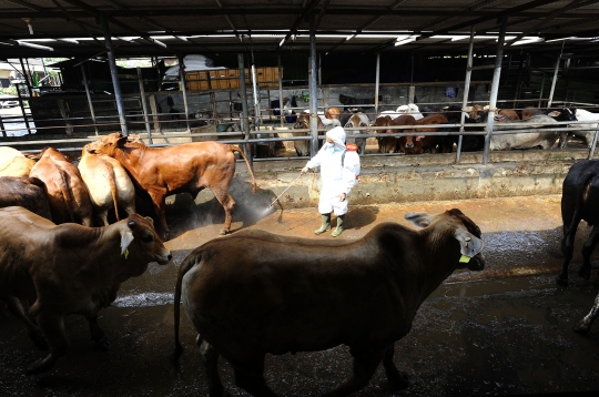 Melihat Tindak Pencegahan Penyakit Mulut dan Kuku pada Sapi di Depok