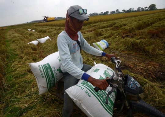 Potret Jasa Ojek Padi di Bekasi
