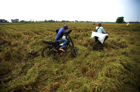 Potret Jasa Ojek Padi di Bekasi