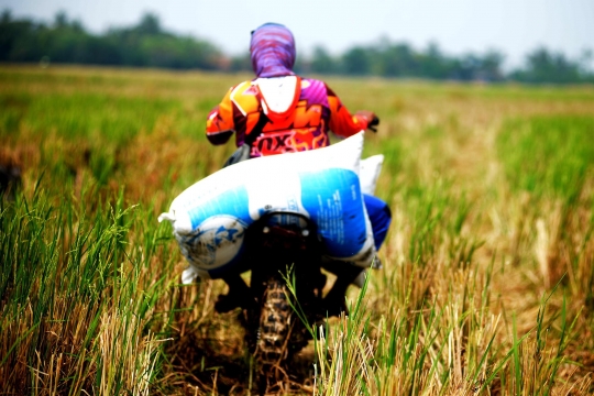 Potret Jasa Ojek Padi di Bekasi