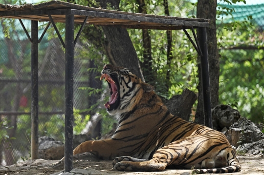 Ekstremnya Panas di Pakistan, Kandang Singa dan Harimau Sampai Dipasangi AC