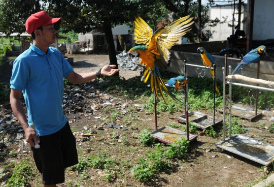 Melihat Sekolah Burung Mahal yang Ramai Diminati di Depok