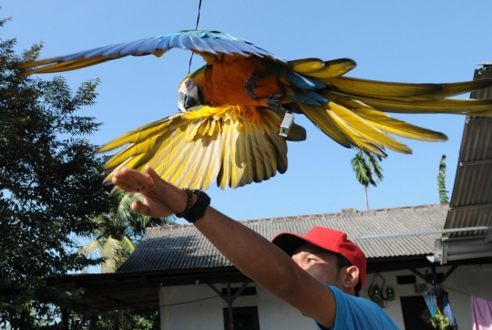 Melihat Sekolah Burung Mahal yang Ramai Diminati di Depok