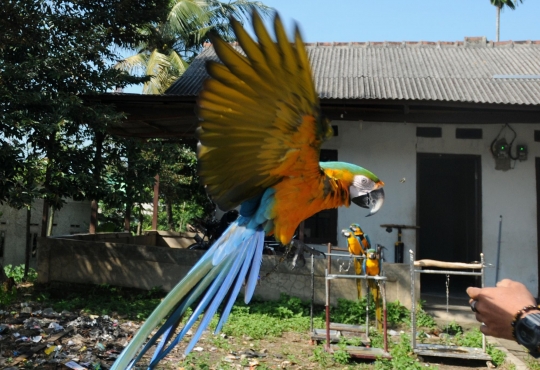 Melihat Sekolah Burung Mahal yang Ramai Diminati di Depok