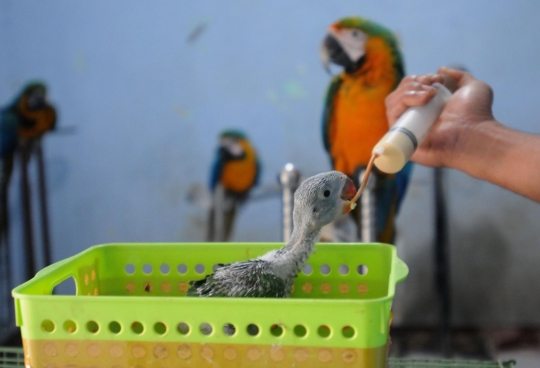 Melihat Sekolah Burung Mahal yang Ramai Diminati di Depok