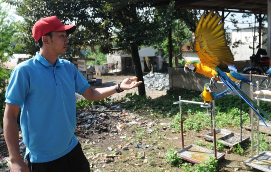 Melihat Sekolah Burung Mahal yang Ramai Diminati di Depok