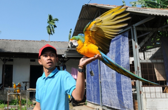 Melihat Sekolah Burung Mahal yang Ramai Diminati di Depok