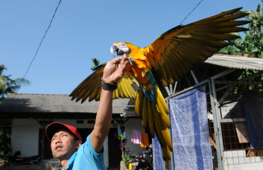 Melihat Sekolah Burung Mahal yang Ramai Diminati di Depok