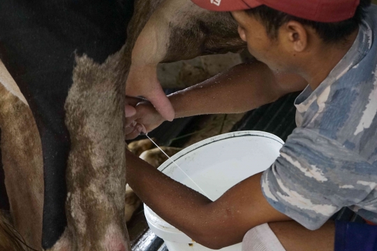 Wabah Penyakit Kuku dan Mulut Tak Pengaruhi Penjualan Susu Sapi Perah