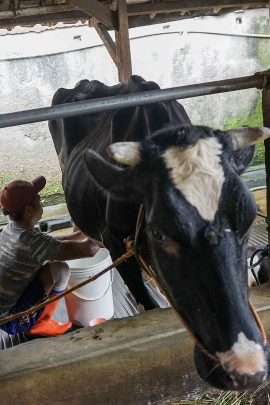 Wabah Penyakit Kuku dan Mulut Tak Pengaruhi Penjualan Susu Sapi Perah