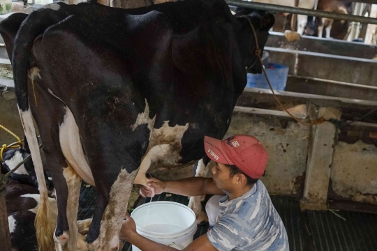 Wabah Penyakit Kuku dan Mulut Tak Pengaruhi Penjualan Susu Sapi Perah