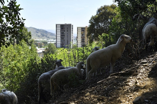 Kota Barcelona Pekerjakan Ratusan Kambing untuk Cegah Kebakaran Hutan