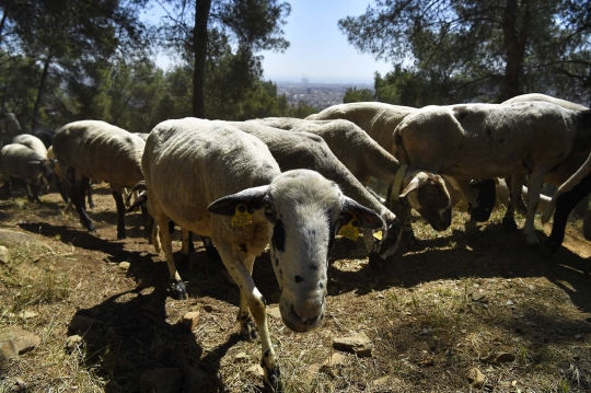 Kota Barcelona Pekerjakan Ratusan Kambing untuk Cegah Kebakaran Hutan