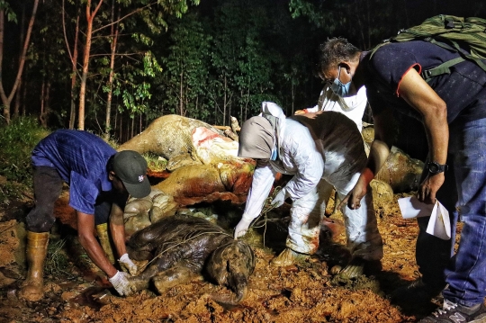 Tragis, Gajah Sumatera Hamil Ditemukan Mati Diracun di Bengkalis