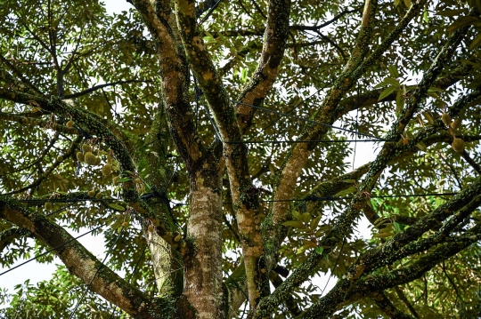 Perkebunan Durian Malaysia Manfaatkan Teknologi untuk Tingkatkan Hasil Panen