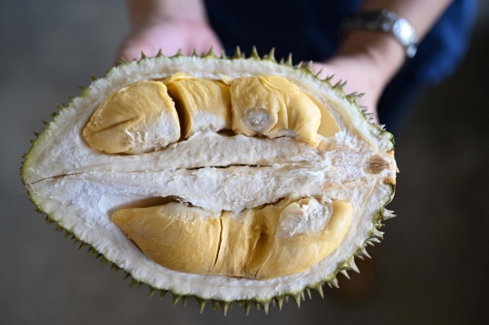 Perkebunan Durian Malaysia Manfaatkan Teknologi untuk Tingkatkan Hasil Panen