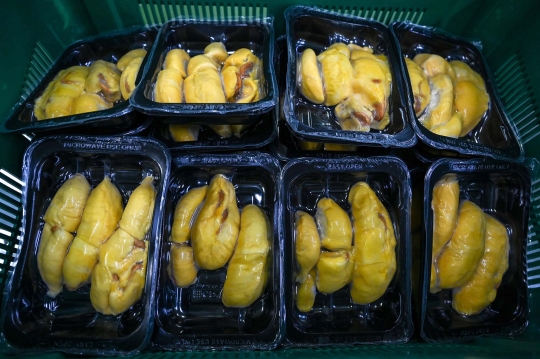 Perkebunan Durian Malaysia Manfaatkan Teknologi untuk Tingkatkan Hasil Panen