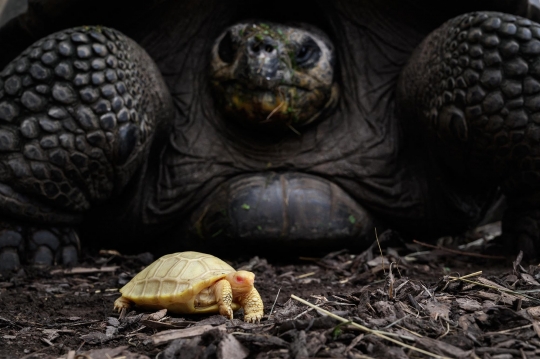 Uniknya Bayi Kura-Kura Raksasa Galapagos Albino