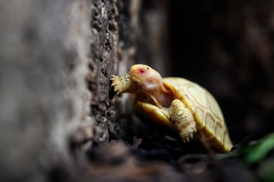 Uniknya Bayi Kura-Kura Raksasa Galapagos Albino