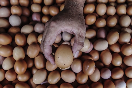 Terus Naik, Harga Telur Ayam Nyaris Tembus Rp30 Ribu per Kg