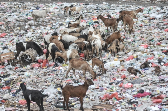 Ironis Kambing Ternak Makan Sampah