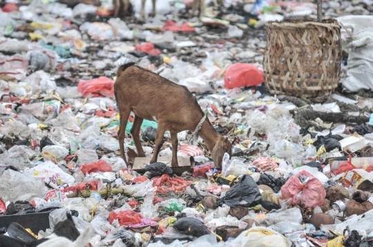 Ironis Kambing Ternak Makan Sampah