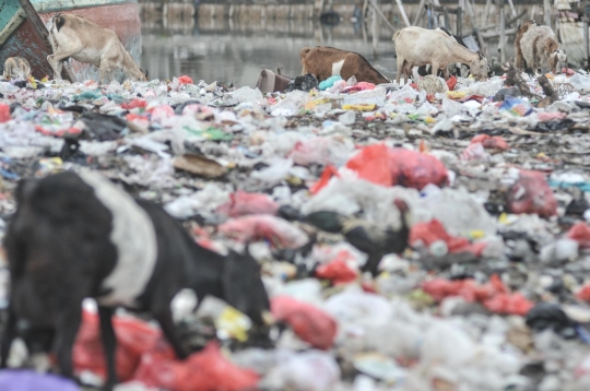 Ironis Kambing Ternak Makan Sampah