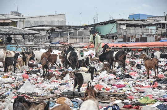 Ironis Kambing Ternak Makan Sampah