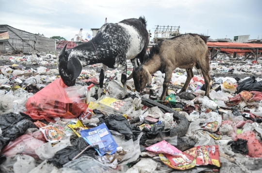 Ironis Kambing Ternak Makan Sampah