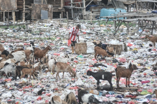 Ironis Kambing Ternak Makan Sampah