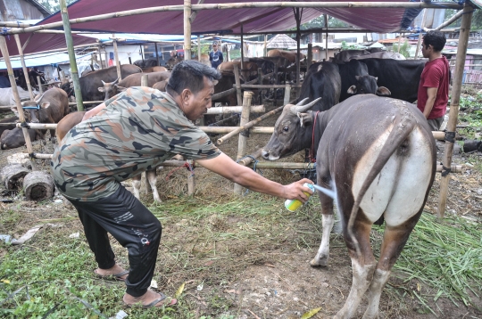 Pedagang Mulai Karantina Hewan Kurban Dampak Virus PMK