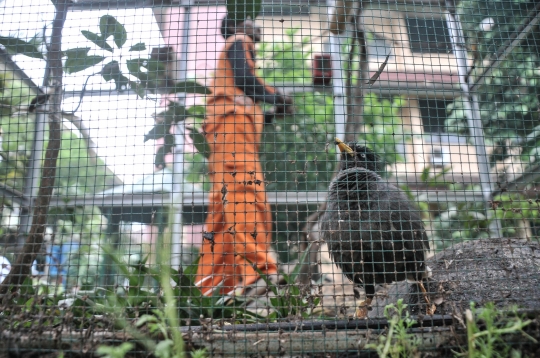 PPSU Kelurahan Klender Sulap Lahan Kosong Jadi Sangkar Burung Kicau