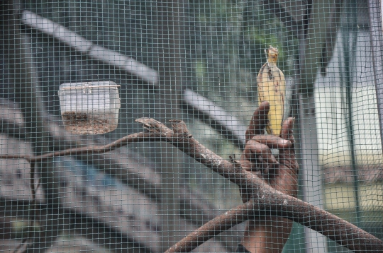 PPSU Kelurahan Klender Sulap Lahan Kosong Jadi Sangkar Burung Kicau