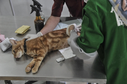 Dinas KPKP Gelar Sterilisasi Kucing dan Vaksinasi Rabies Gratis
