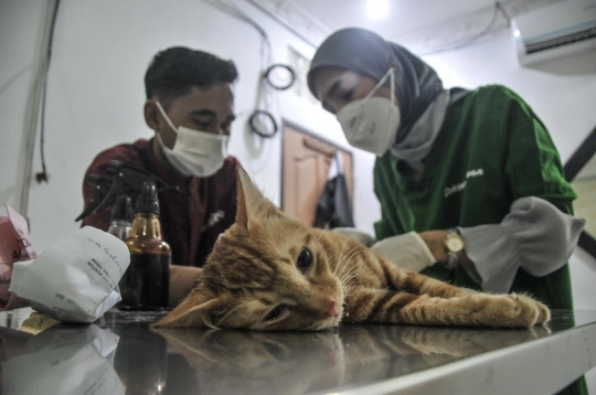 Dinas KPKP Gelar Sterilisasi Kucing dan Vaksinasi Rabies Gratis