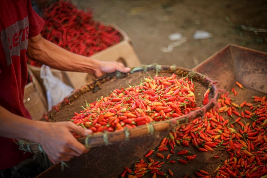 Harga Cabai Rawit Merah Tembus Rp120 Ribu per Kilogram