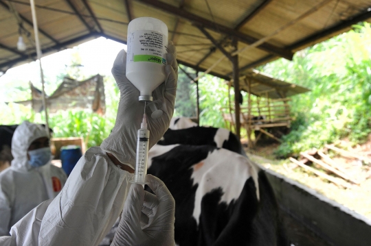 Vaksinasi PMK di Pusat Sapi Perah Terbesar di Bogor