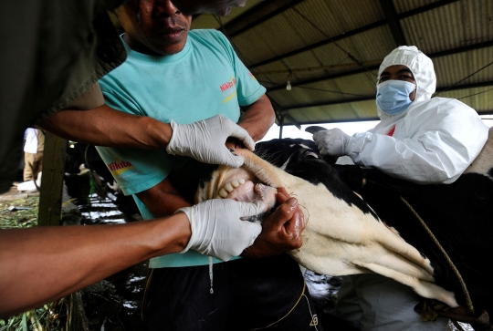 Vaksinasi PMK di Pusat Sapi Perah Terbesar di Bogor
