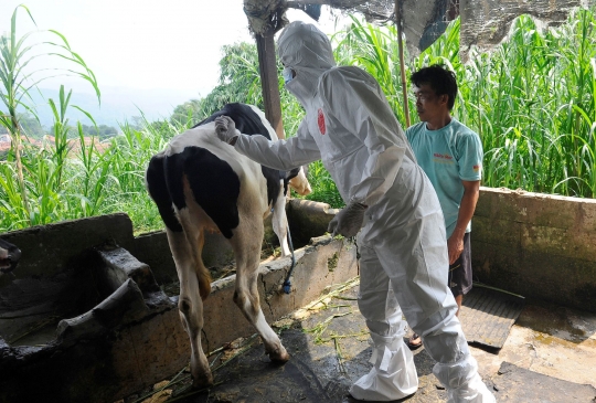 Vaksinasi PMK di Pusat Sapi Perah Terbesar di Bogor