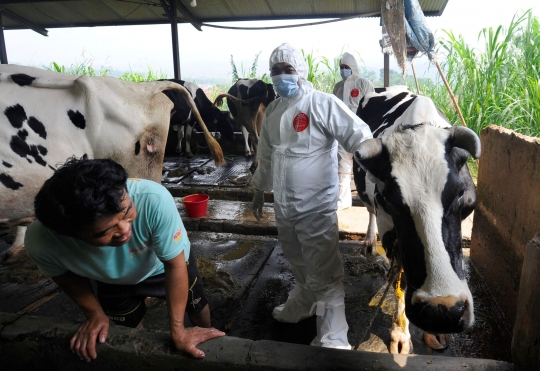 Vaksinasi PMK di Pusat Sapi Perah Terbesar di Bogor