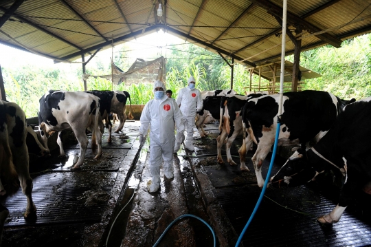 Vaksinasi PMK di Pusat Sapi Perah Terbesar di Bogor