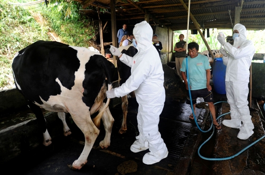 Vaksinasi PMK di Pusat Sapi Perah Terbesar di Bogor