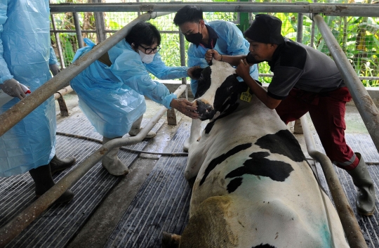 Kiprah Mahasiswa IPB Merawat Sapi Perah yang Terinfeksi PMK