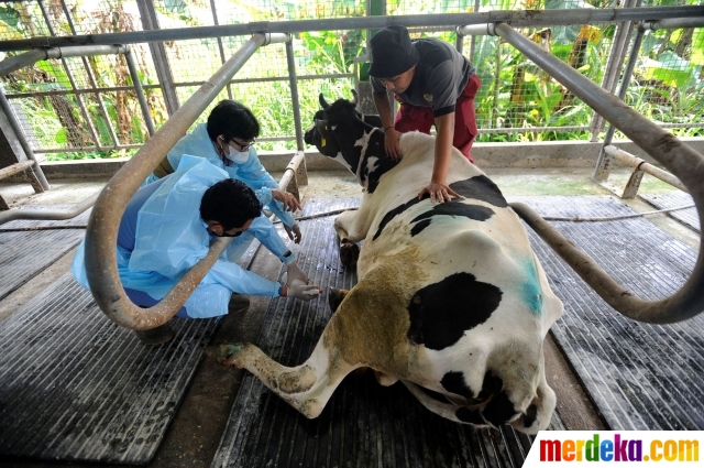 Foto Kiprah Mahasiswa Ipb Merawat Sapi Perah Yang Terinfeksi Pmk 