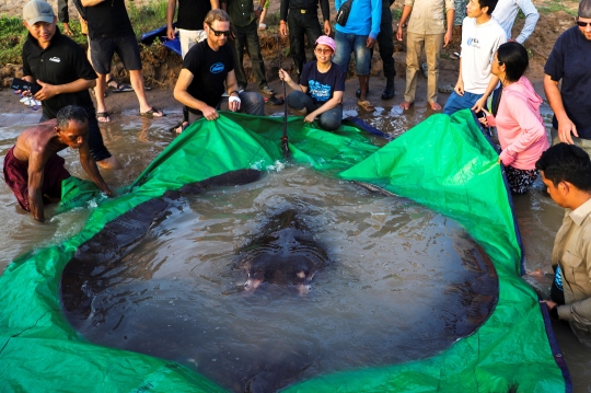 Heboh Penemuan Ikan Pari Rakasa di Sungai Mekong Kamboja, Beratnya 300 Kg